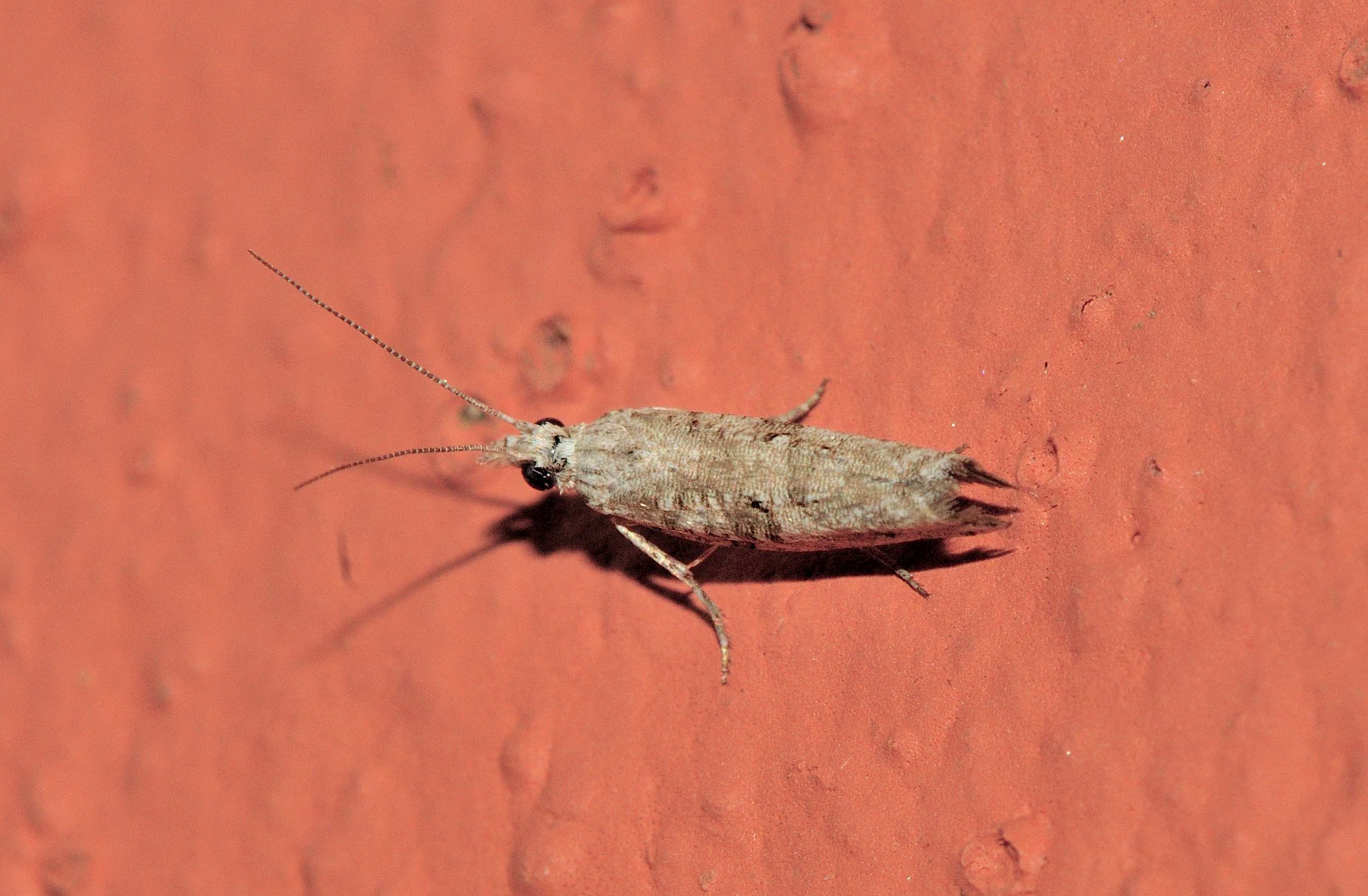 Lepidoptera dell''isola di Lefkada: da identificare